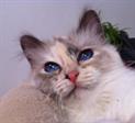 Blue tortie tienertje #catterycyliyana